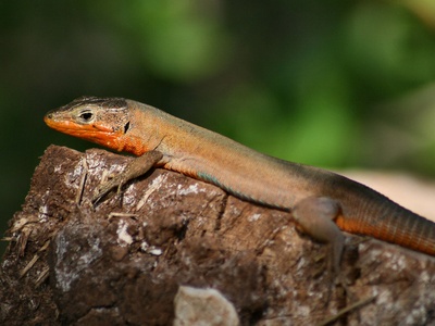 Dalmatian wall lizard