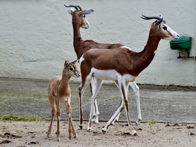 Dama gazelle