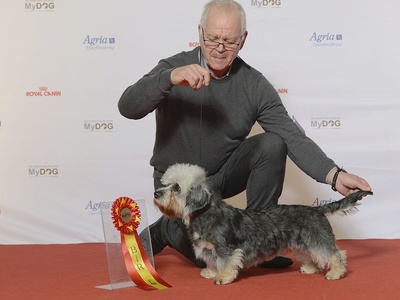 Dandie Dinmont Terrier