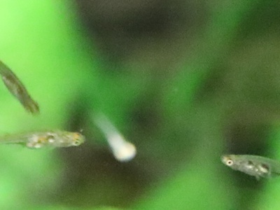 Danionella translucida