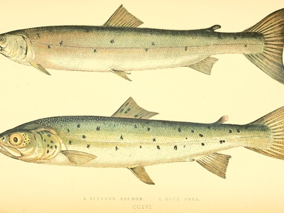 Danube salmon