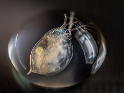 Daphnia (Water Flea)