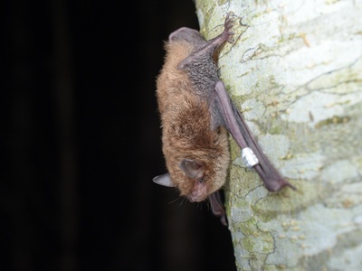 Daubenton's bat
