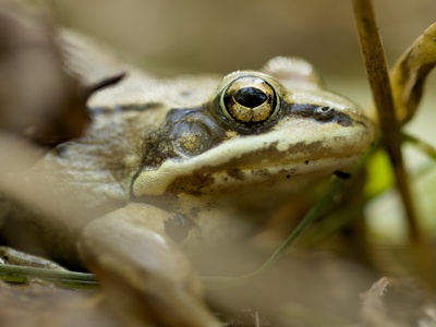 De Witte's Clawed Frog