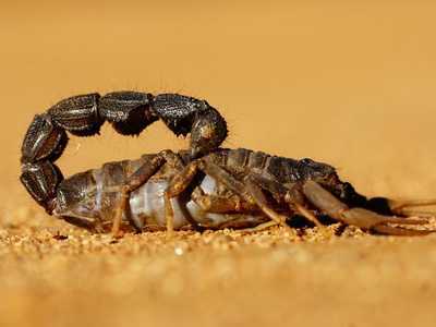 Deathstalker scorpion (widely in region)