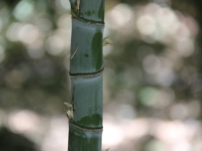Dendrocalamus (river bamboo)