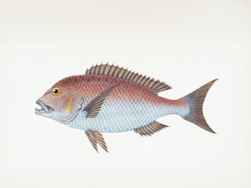 Isral Fish The Complete List of Fish of Israel - Flora Fauna Fun