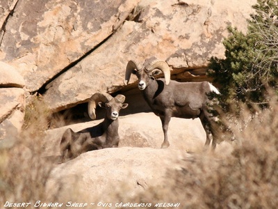 Desert Bighorn Sheep