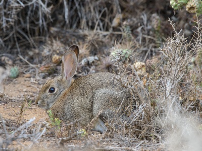 Desert Cottontail