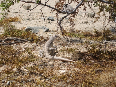 Desert Iguana