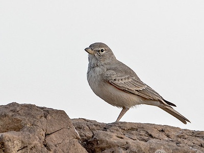 Desert Lark