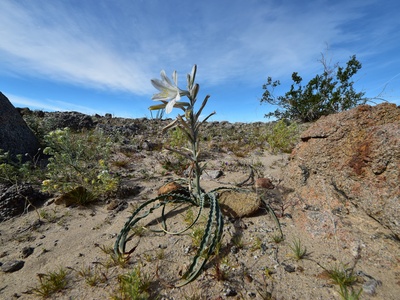 Desert lily