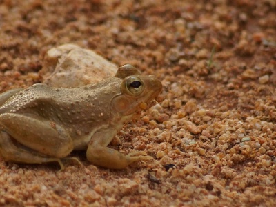 Desert Rain Frog