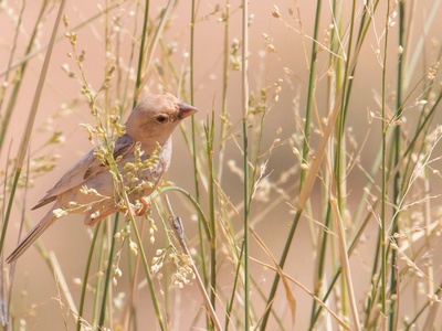 Desert Sparrow