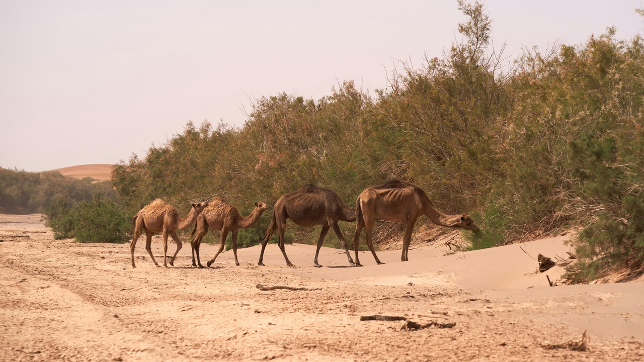 Kulan herd crossing sandy Karakum dunes near a research station at sunset