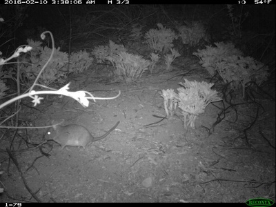 Desert Woodrat
