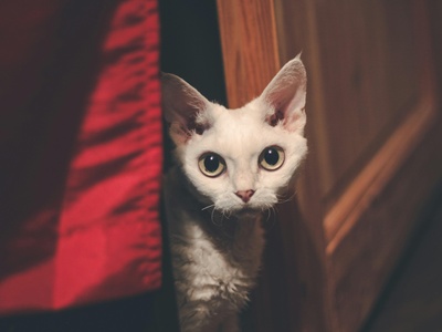 Devon Rex