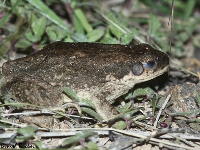 Dhofar toad