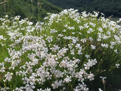 Dianthus (Garden Pinks)