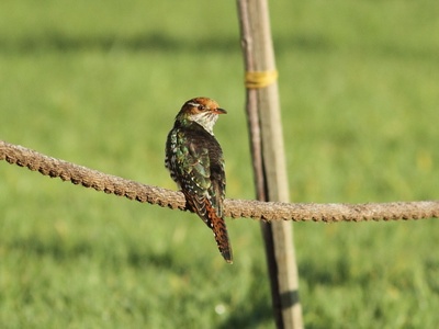 Diederik Cuckoo