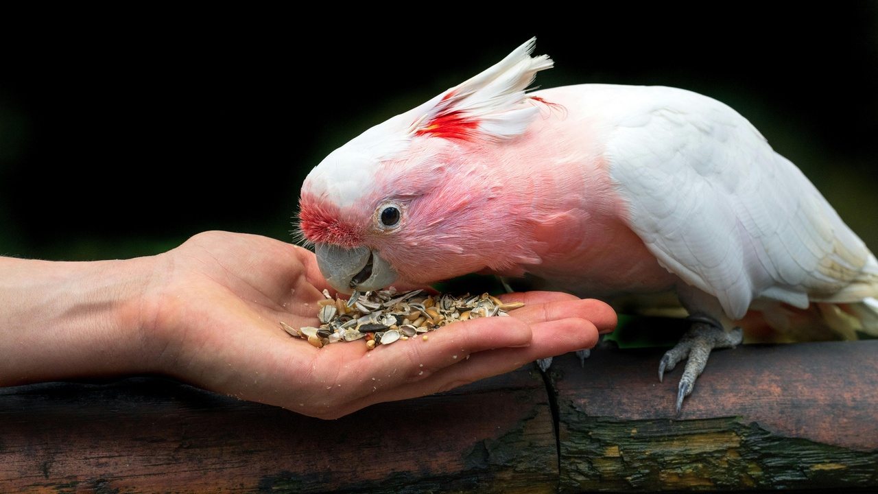 Cockatoo eating seeds from a keeper's hand
