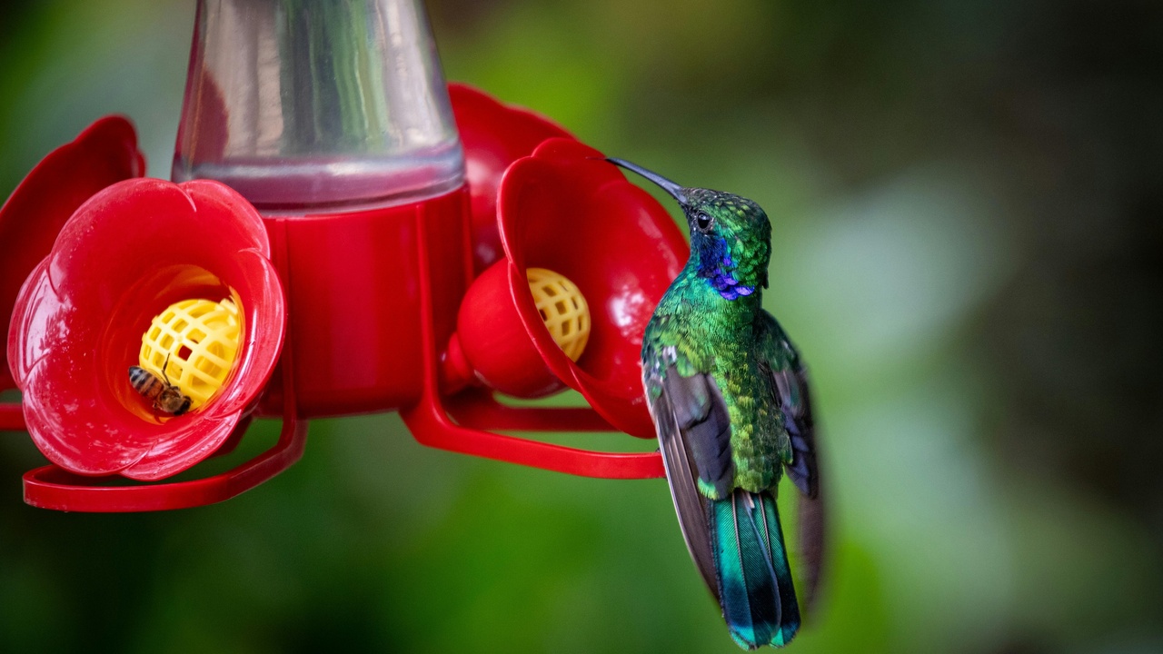 Hummingbird hovering at a flower and a toucan with fruit