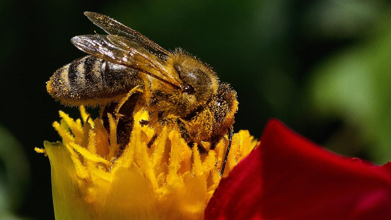 Bees on a flower to illustrate pollination decline