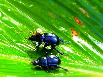 Diving beetles