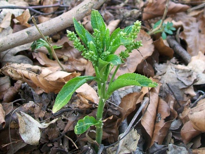 Dog's mercury