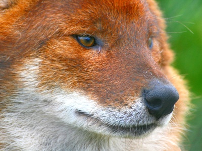 Domestic dog (rabies)