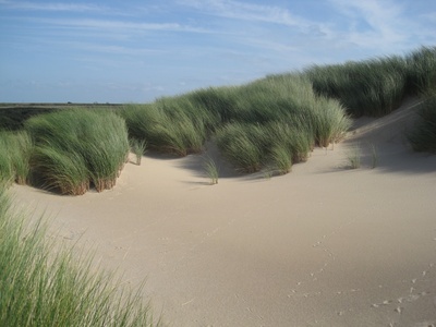 Dune grass