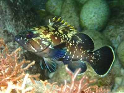 Dusky grouper