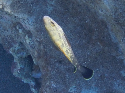 Dusky grouper