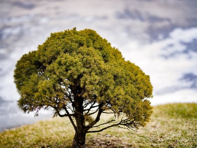 Dwarf Alberta spruce