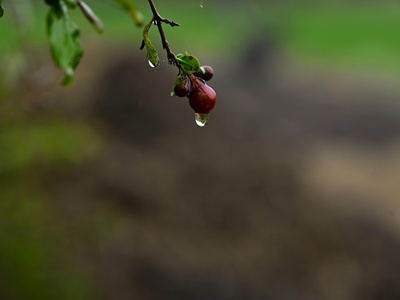Dwarf cherry 'Kojo-no-mai'
