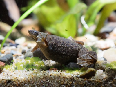 Dwarf Clawed Frog