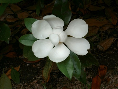 Dwarf magnolia 'Little Gem' (compact)
