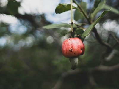 Dwarf pomegranate 'Nana'