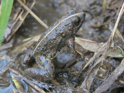 Dwarf Puddle Frog