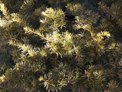 Dwarf yew 'Repandens'
