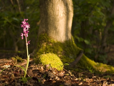 Early-purple orchid