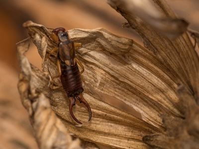 Earwig