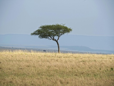 East African Greenheart