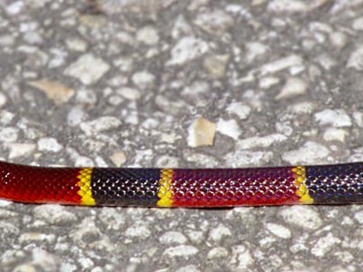 Eastern Coral Snake