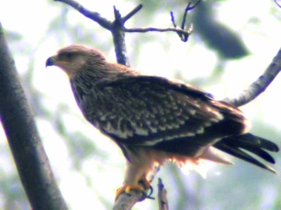 Eastern imperial eagle