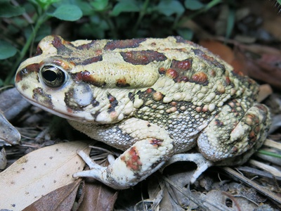 Eastern Olive Toad