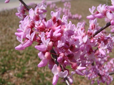 Eastern redbud
