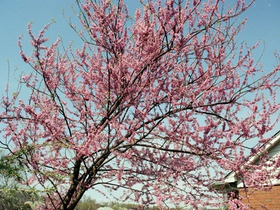 Eastern Redbud