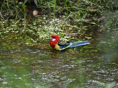 Eastern Rosella
