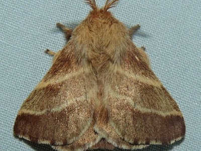 Eastern tent caterpillar